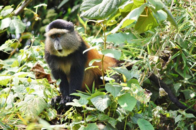 MGAHINGA NATIONAL PARK